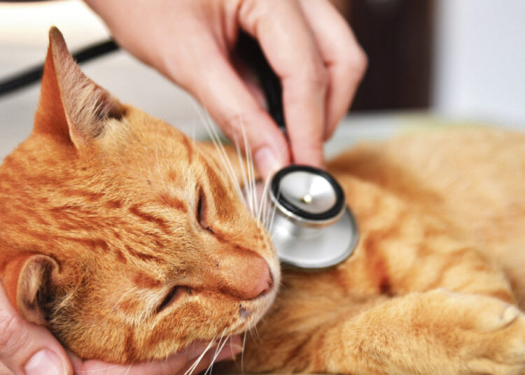 Biržų rajone plinta itin pavojinga liga – kačių maras