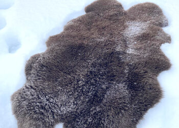 Kriminalas dėl išmestų avies kailių