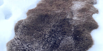 Kriminalas dėl išmestų avies kailių