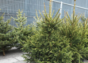 Miškų urėdija kviečia įsigyti kalėdinių medelių