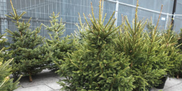 Miškų urėdija kviečia įsigyti kalėdinių medelių