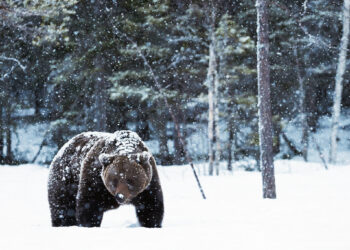Meška užsuko ir į Kvetkų kaimą