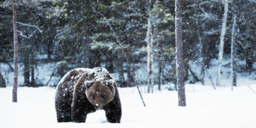 Meška užsuko ir į Kvetkų kaimą