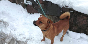 Ar paklydėlis ras šventėms namus?