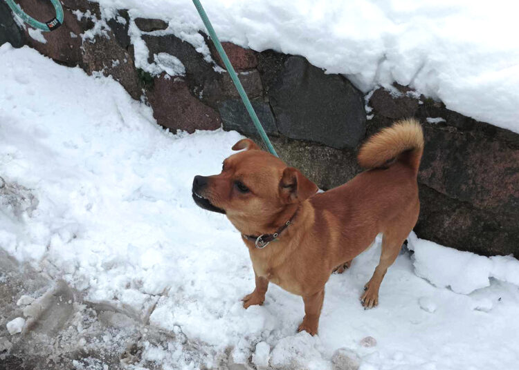 Ar paklydėlis ras šventėms namus?