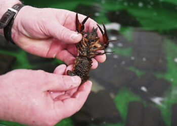 Biržų rajone invazinių vėžių nesugauta