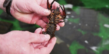 Biržų rajone invazinių vėžių nesugauta