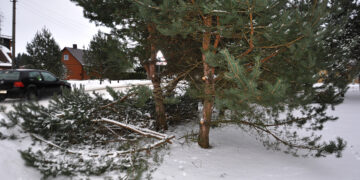 Medžių genėjimo ypatumai Juostaviečiuose