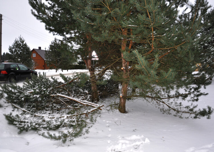 Medžių genėjimo ypatumai Juostaviečiuose