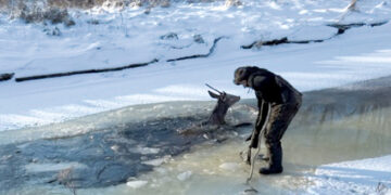 Medžiokliai nuo žūties vandenyje išgelbėjo elnius
