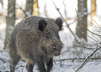 Liūdna prognozė pasitvirtino