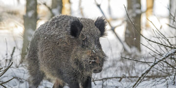 Liūdna prognozė pasitvirtino
