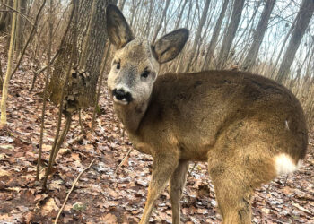 Stirniukas klaidžiojo po Biržų miestą