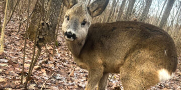 Stirniukas klaidžiojo po Biržų miestą