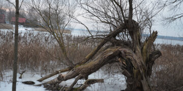 Medžiai be lapų laukia pjūklų