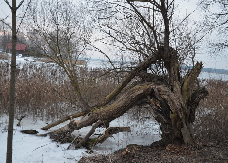 Medžiai be lapų laukia pjūklų