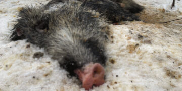 Biržų girioje masiškai gaišta šernai