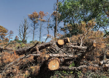 Neramumai Kučgalio eglyne