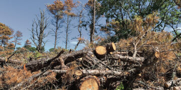 Neramumai Kučgalio eglyne