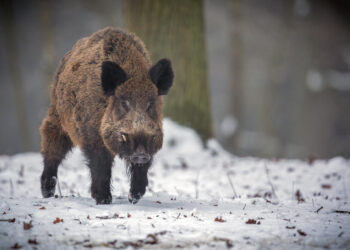 Plintant marui – kiaulių augintojų nerimas