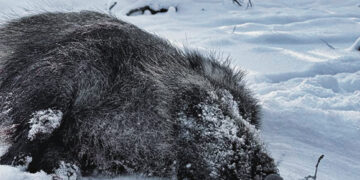 Dar vienas kritęs šernas