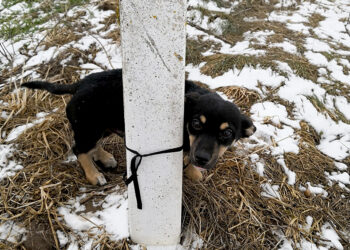 Šunelį paliko kaip nereikalingą šiukšlę