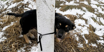Šunelį paliko kaip nereikalingą šiukšlę