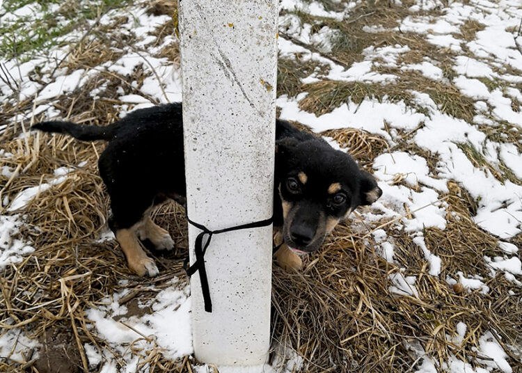 Šunelį paliko kaip nereikalingą šiukšlę