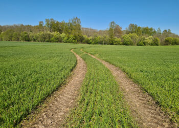Patvirtintos atnaujintos tiesioginių išmokų taisyklės