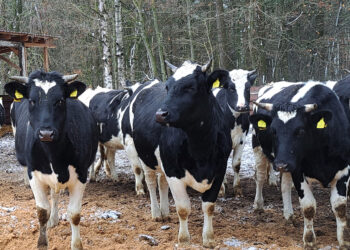 Investicijos į biosaugą padeda valdyti užkrečiamųjų ligų riziką