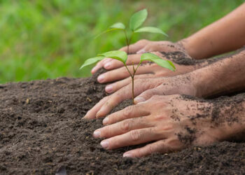Daržiukų ir sklypelių valstybinėje miestų žemėje nebebus