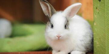 Velykų zuikį bus galima paglostyti „Šiaurinėje rančoje“