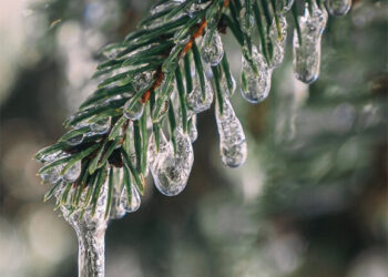 Šiltas vasaris – pradinis tonas kovui