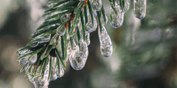 Šiltas vasaris – pradinis tonas kovui