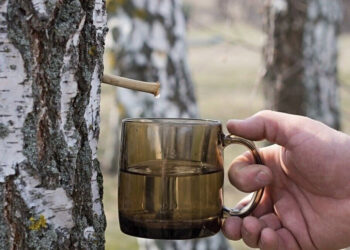 Sulos leidėjui – administracinė bauda