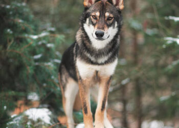 Šunis sudraskė vilkas?