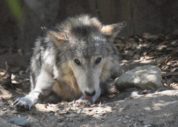 Biržų girioje sumedžiotas vilkas