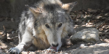 Biržų girioje sumedžiotas vilkas