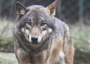 Vilkas stirną sudorojo sodybos kieme