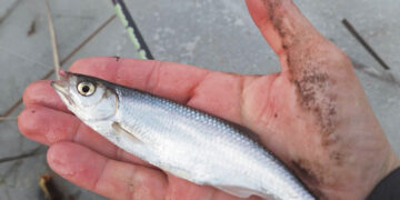 Norintiems sėkmės pavasarinėje žūklėje – profesionalo patarimas