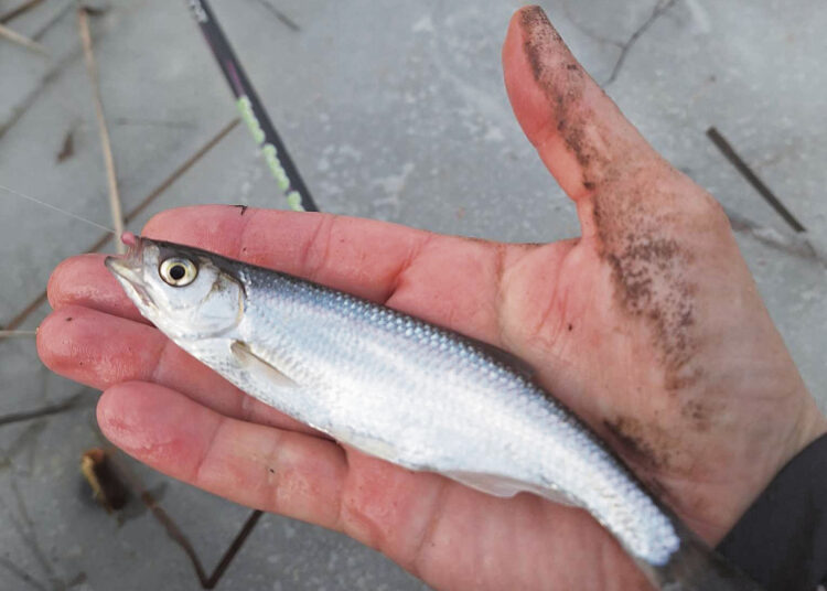 Norintiems sėkmės pavasarinėje žūklėje – profesionalo patarimas