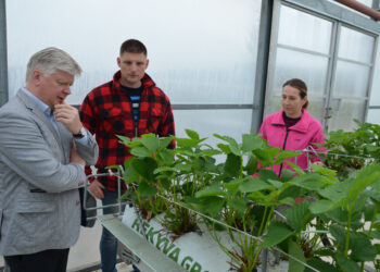 Šiaurės Lietuvoje netrukus sužydės braškės