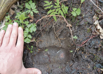 Meška nusifilmavo Pariškių kaime
