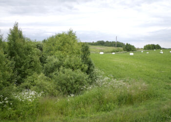 Palanki žinia ūkininkams: visi formalumai suderinti, šįmet daugiamečių pievų atkurti tikrai nereikės