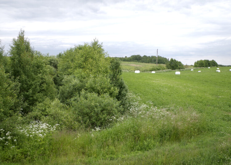 Palanki žinia ūkininkams: visi formalumai suderinti, šįmet daugiamečių pievų atkurti tikrai nereikės