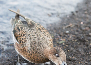 Laukines antis maitino… balta mišraine