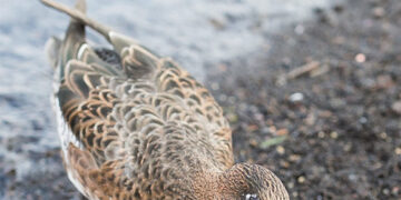 Laukines antis maitino… balta mišraine