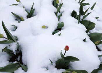 Ūkininkų nuostoliai paaiškės sniegui nutirpus