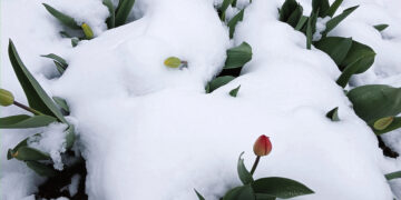 Ūkininkų nuostoliai paaiškės sniegui nutirpus