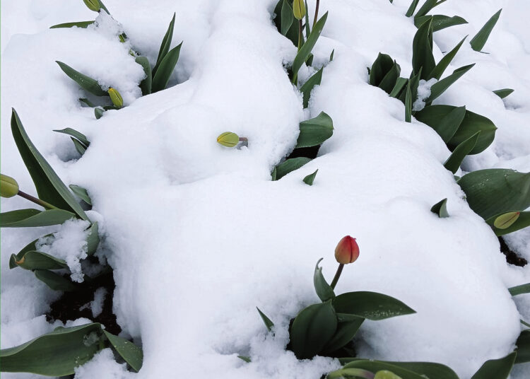Ūkininkų nuostoliai paaiškės sniegui nutirpus